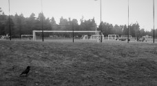 crow and soccer (2)