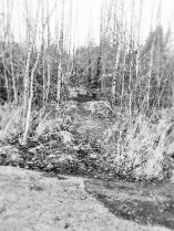 trail into the woods (3)