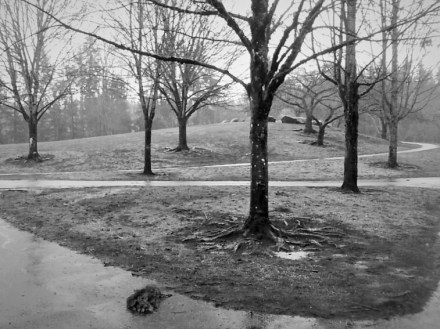 trees in the rain (2)