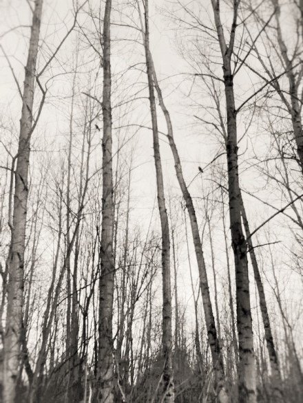 trees with a crow (2)