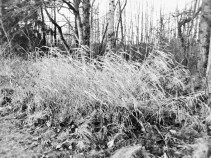 windblown grasses (3)