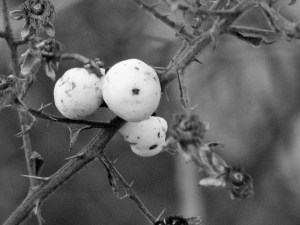 White_Berries_by_dsimple (2)
