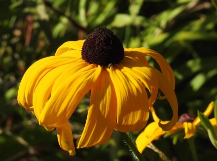 black eyed susan